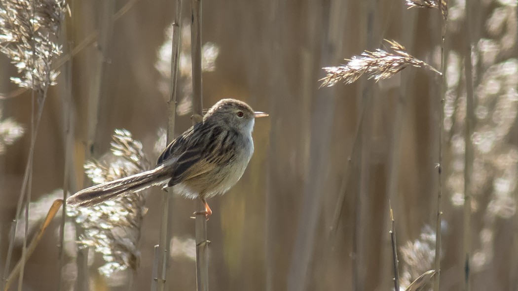 Dikkuyruklu ötleğen