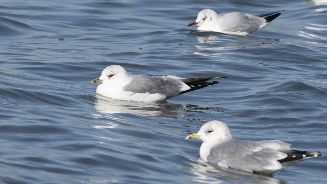 Küçük gümüş martı