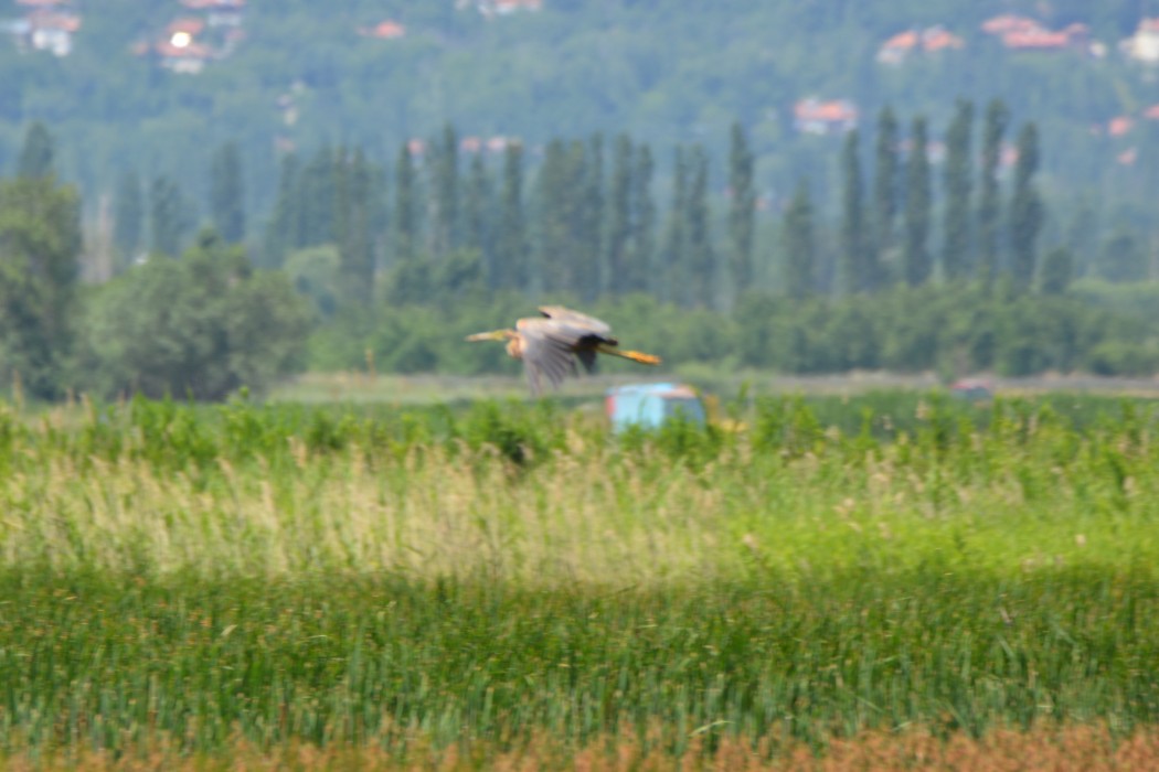 Erguvani balıkçıl