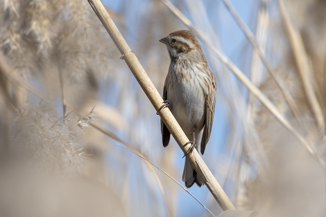 Bataklık Kirazkuşu