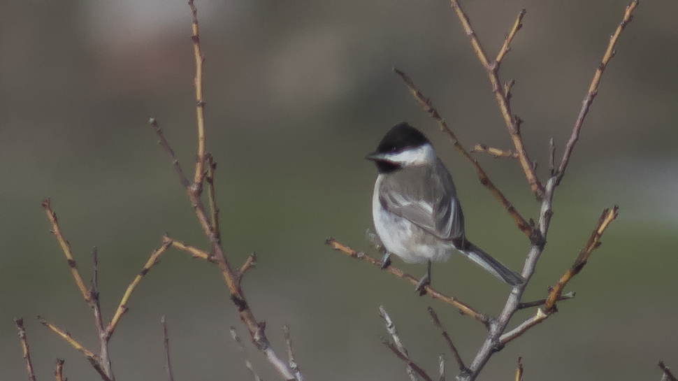Akyanaklı baştankara