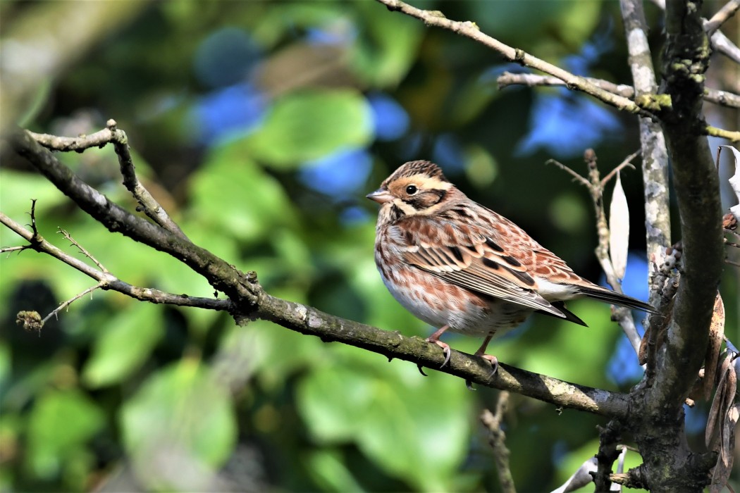 Akkaşlı kirazkuşu