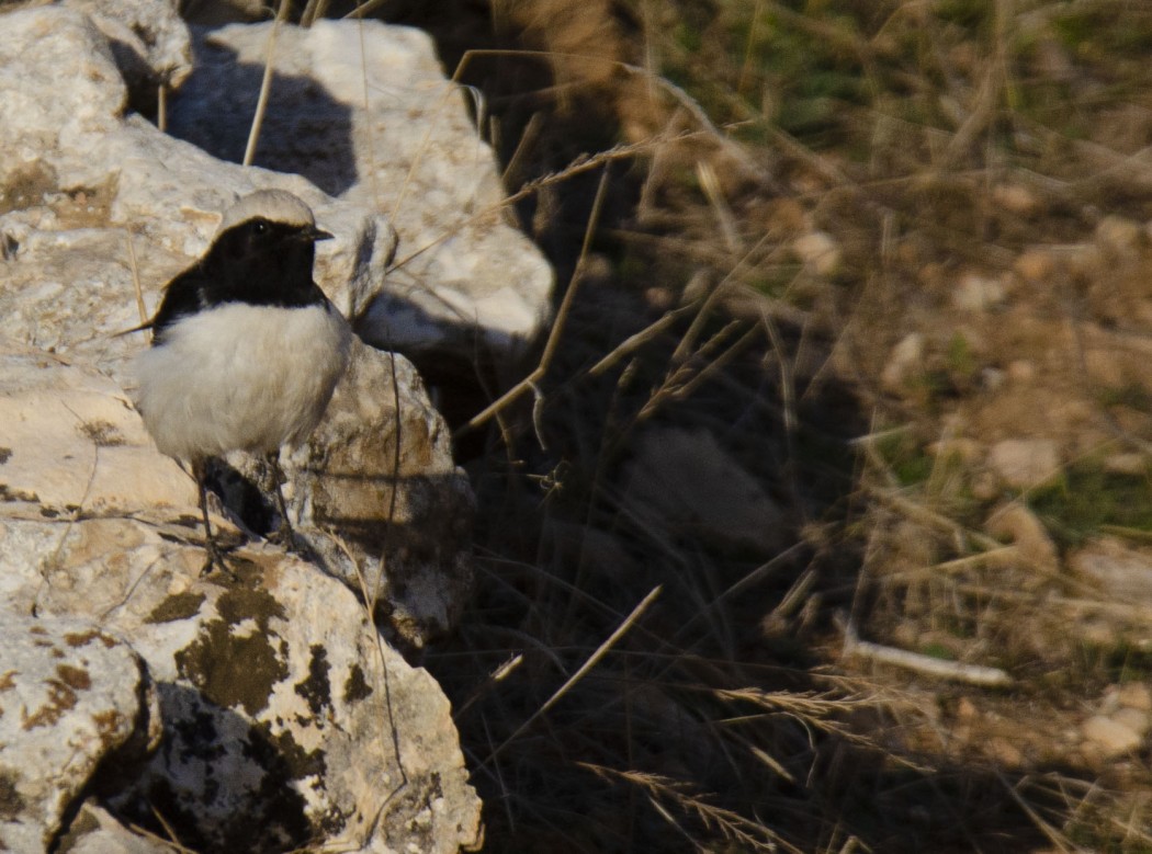 Aksırtlı kuyrukkakan