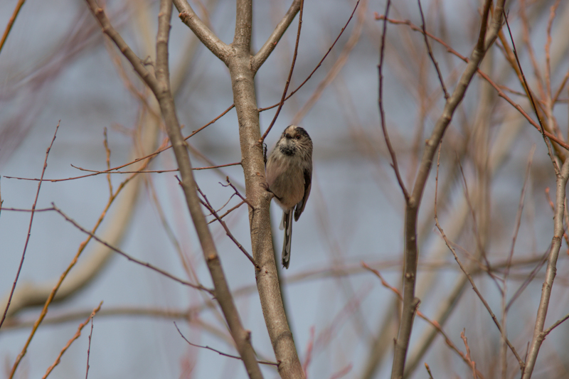 Uzunkuyruklu baştankara
