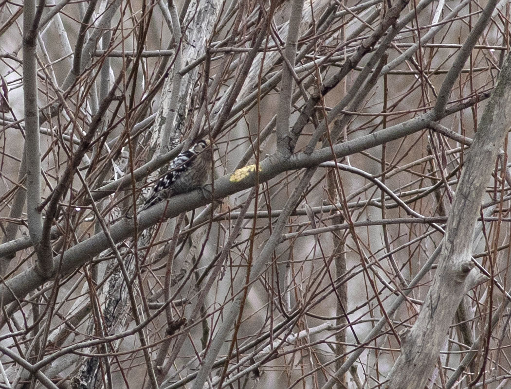 Küçük ağaçkakan