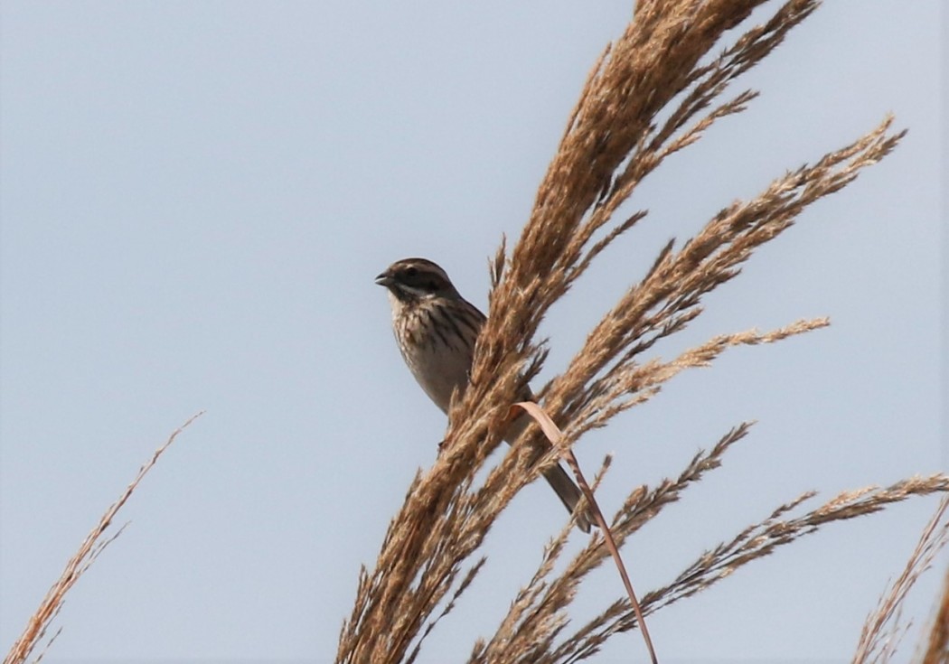 Bataklık Kirazkuşu