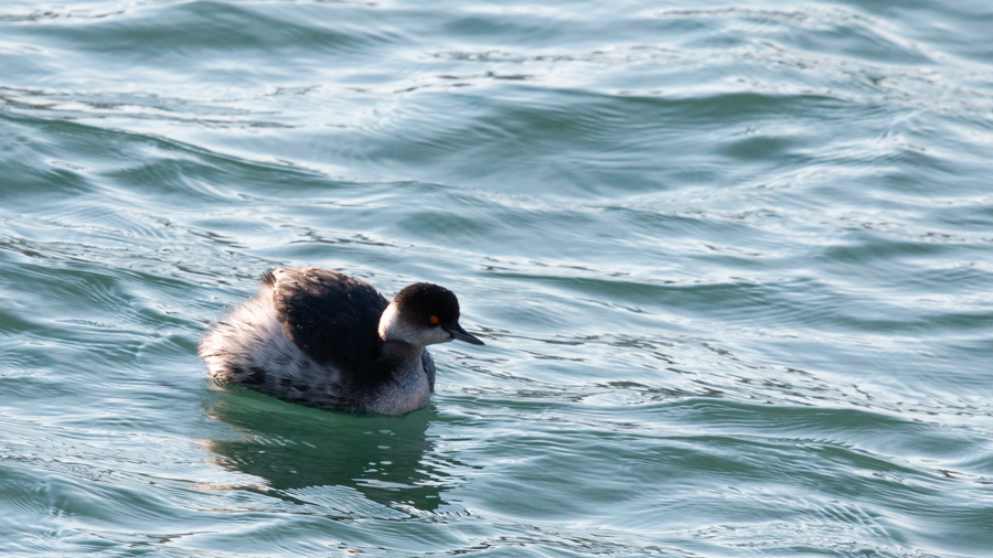 Karaboyunlu batağan