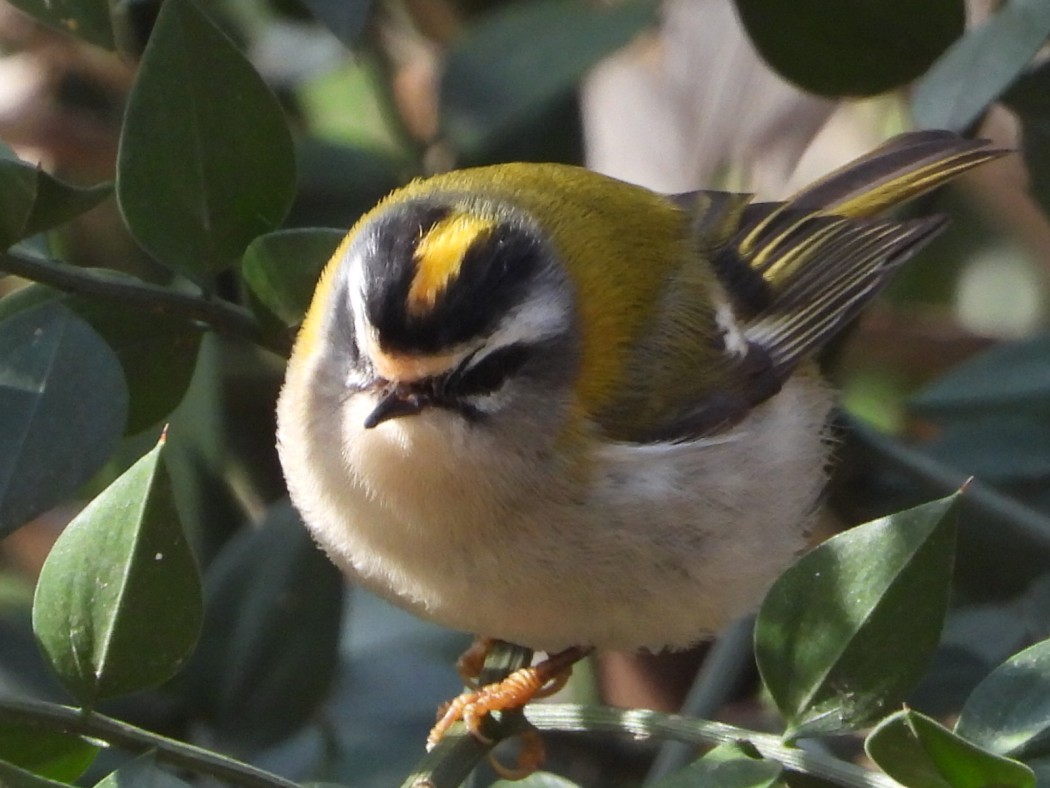 Sürmeli çalıkuşu