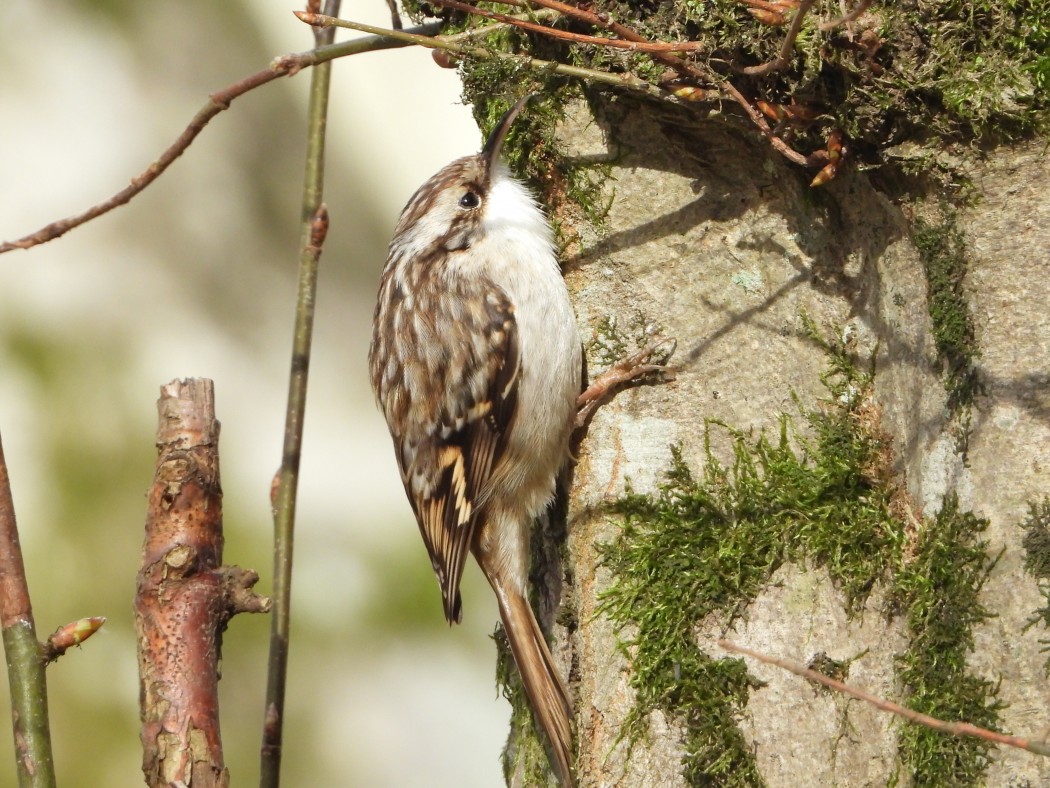 Bahçe tırmaşıkkuşu