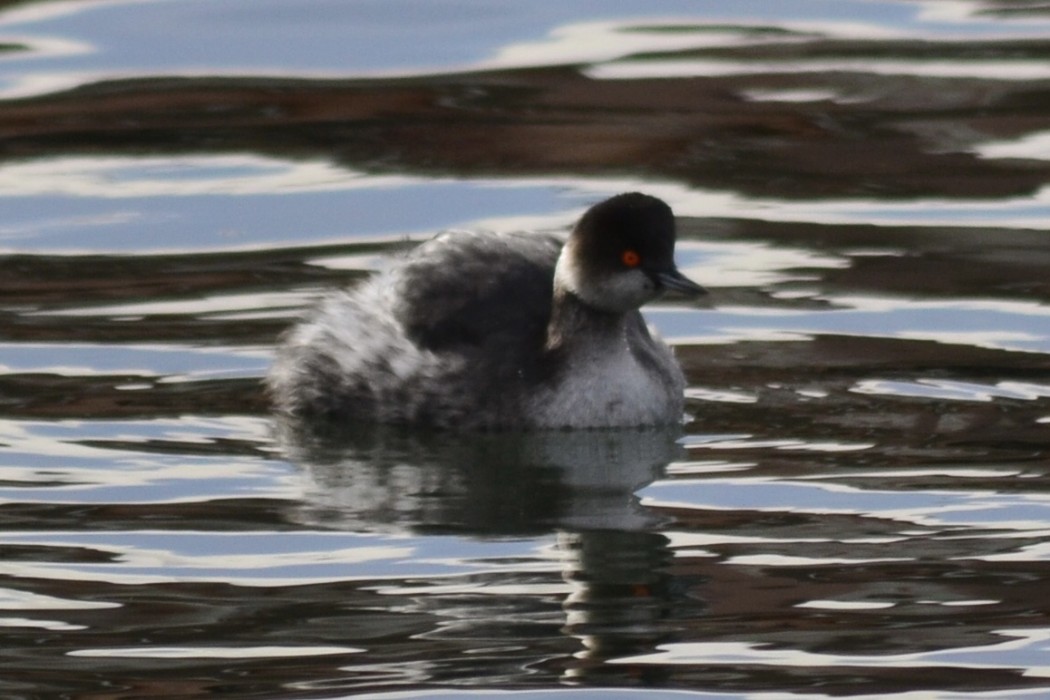 Karaboyunlu batağan