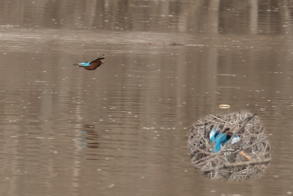 İzmir yalıçapkını