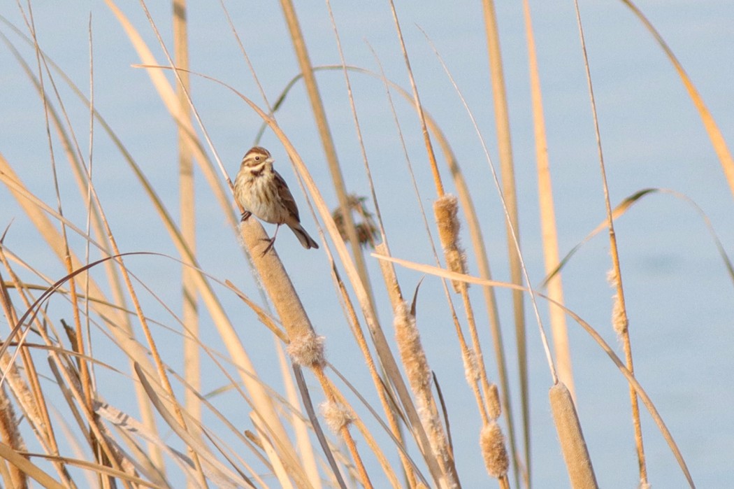 Bataklık Kirazkuşu
