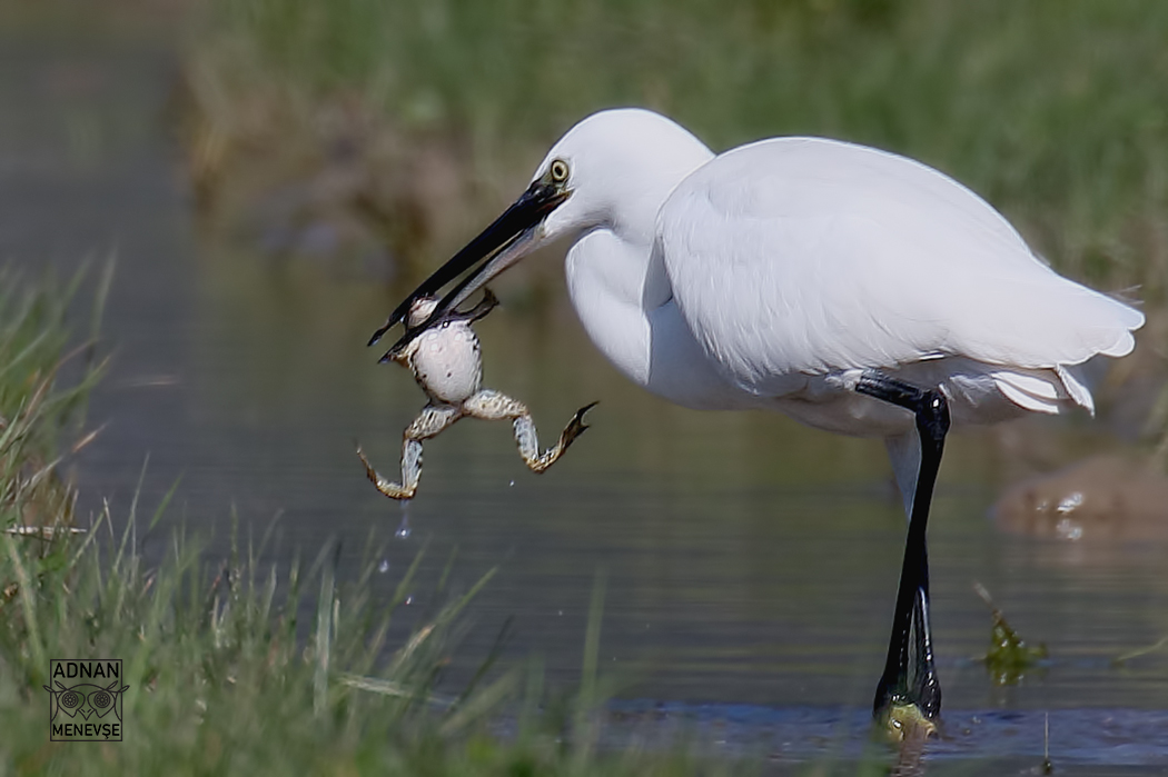 Küçük ak balıkçıl