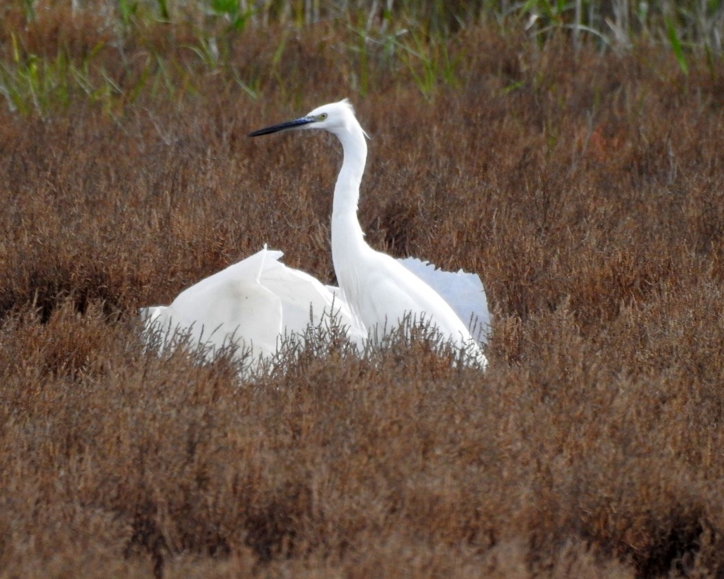 Küçük ak balıkçıl