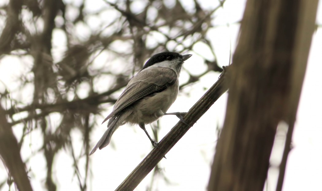 Kayın baştankarası
