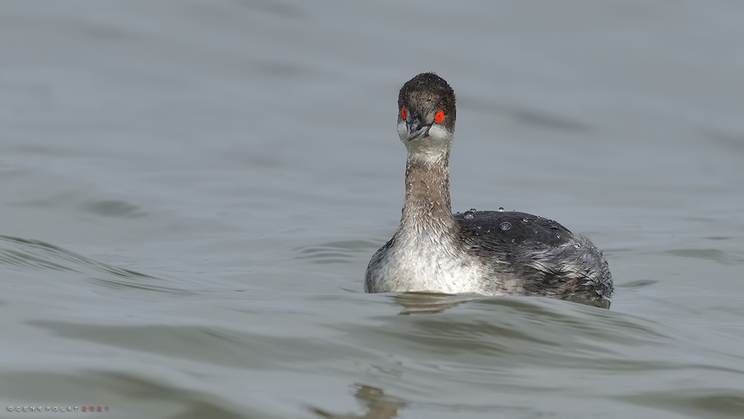 Karaboyunlu batağan