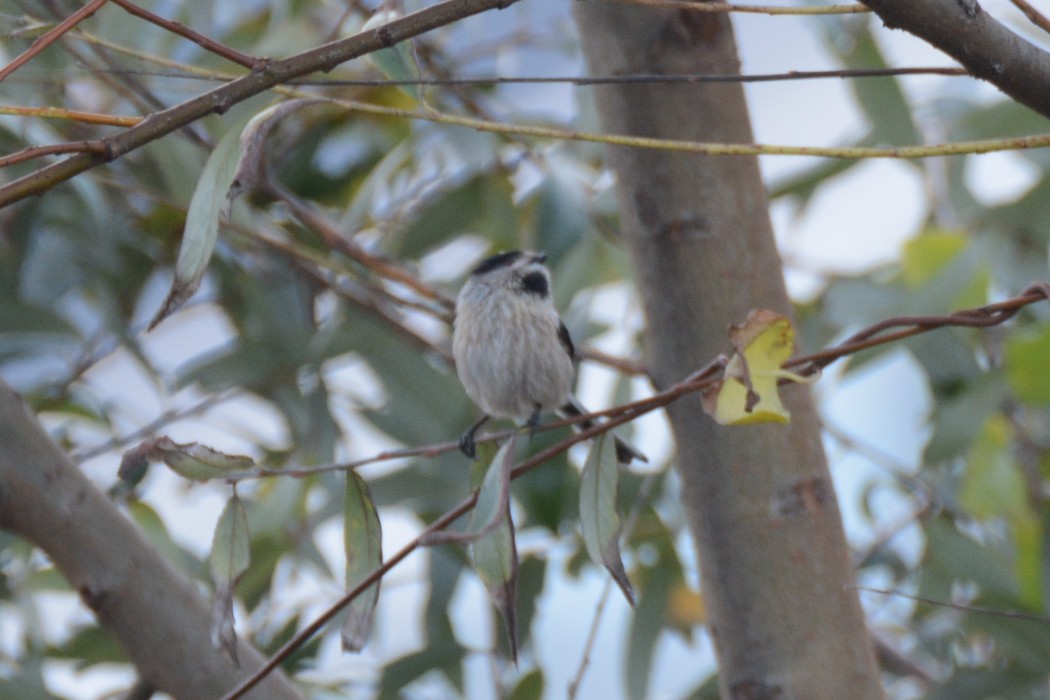 Uzunkuyruklu baştankara
