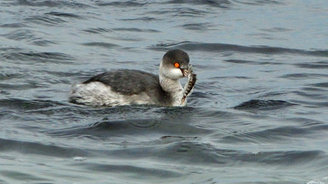 Karaboyunlu batağan