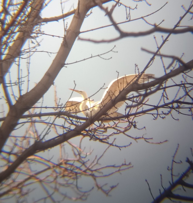 Büyük ak balıkçıl