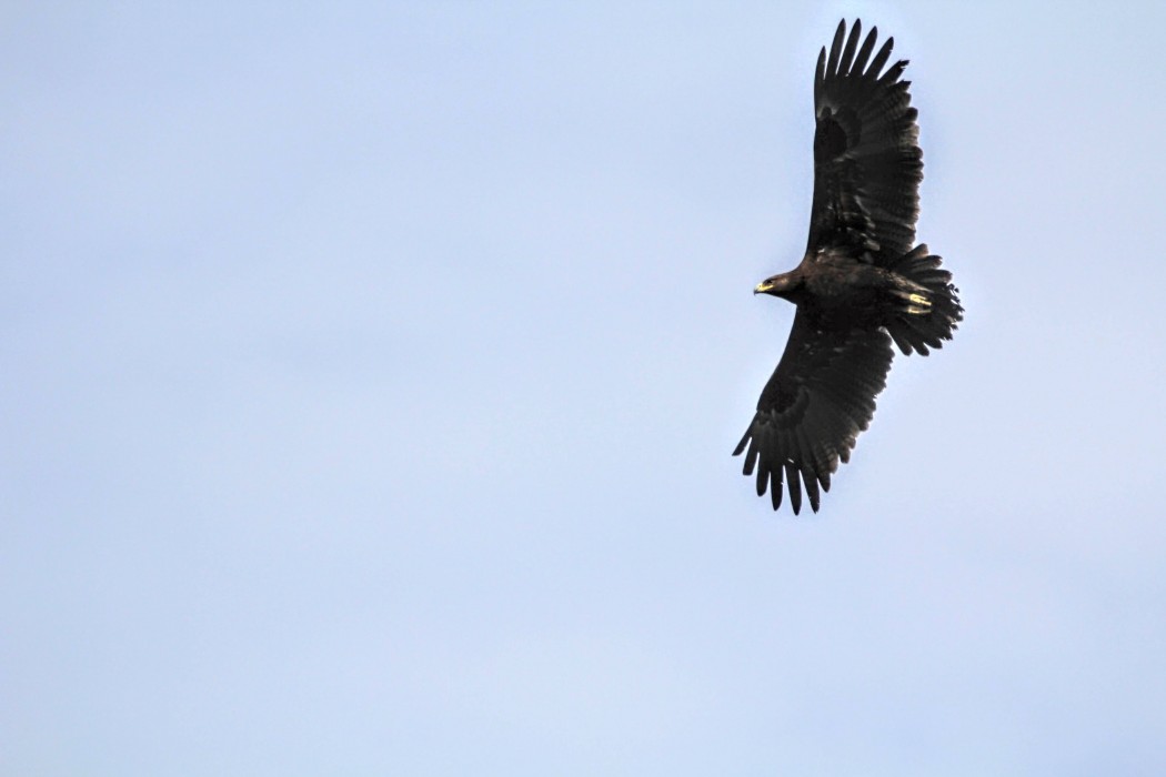 Büyük orman kartalı
