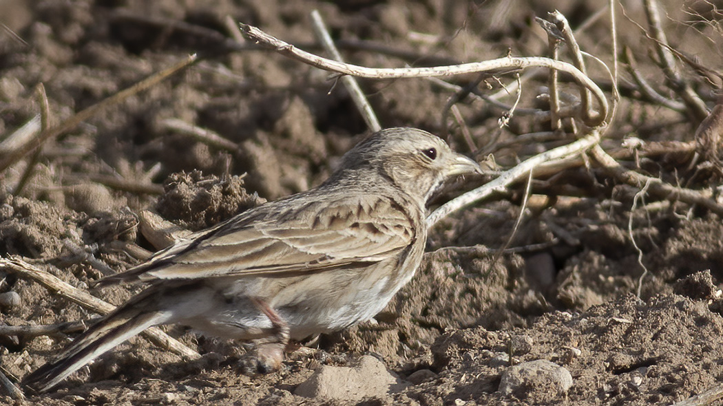 Türkistan çorak toygarı