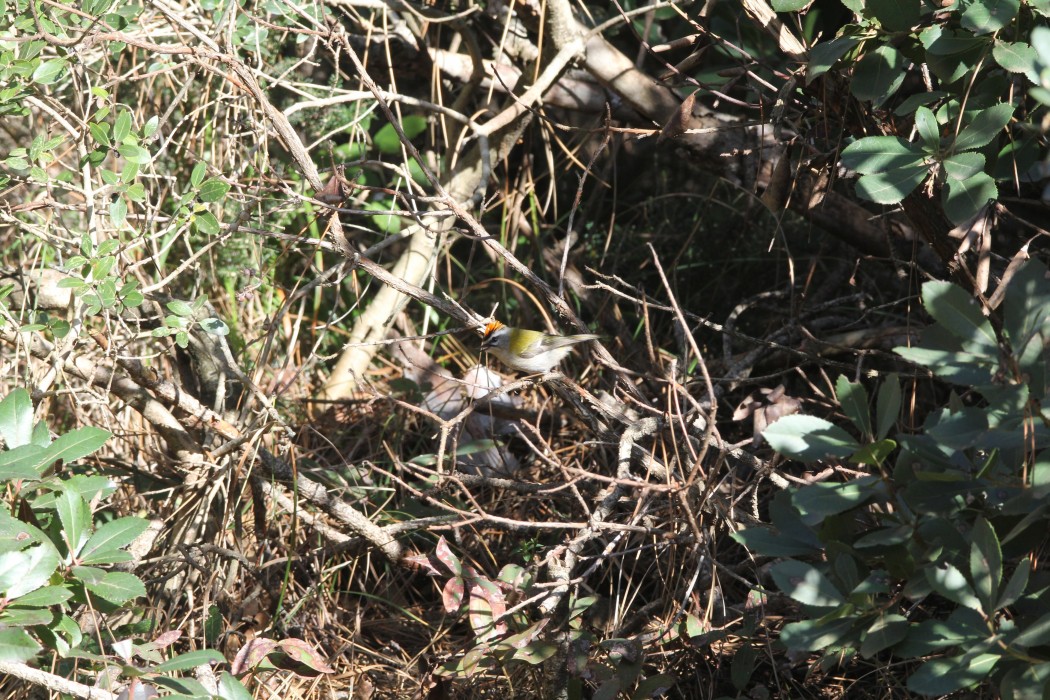 Sürmeli çalıkuşu