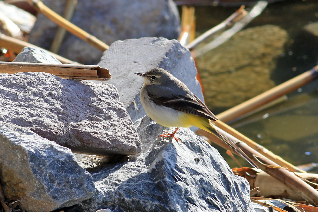 Dağ kuyruksallayanı