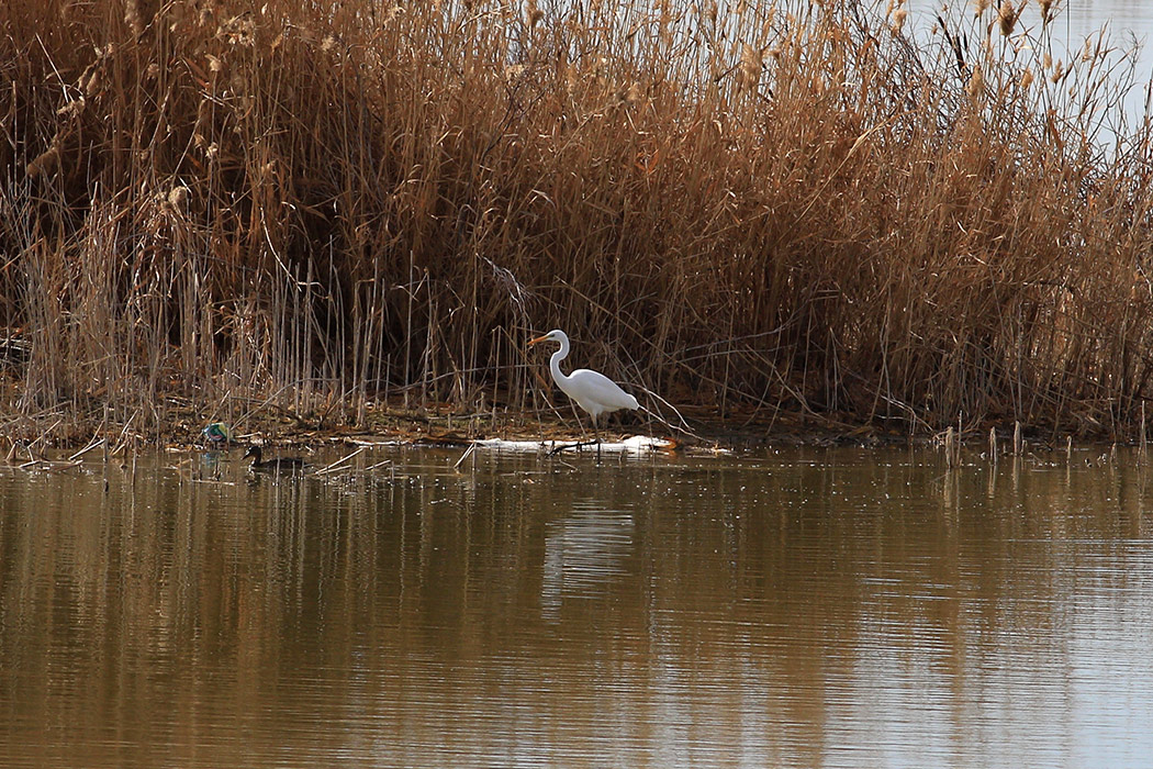 Büyük ak balıkçıl