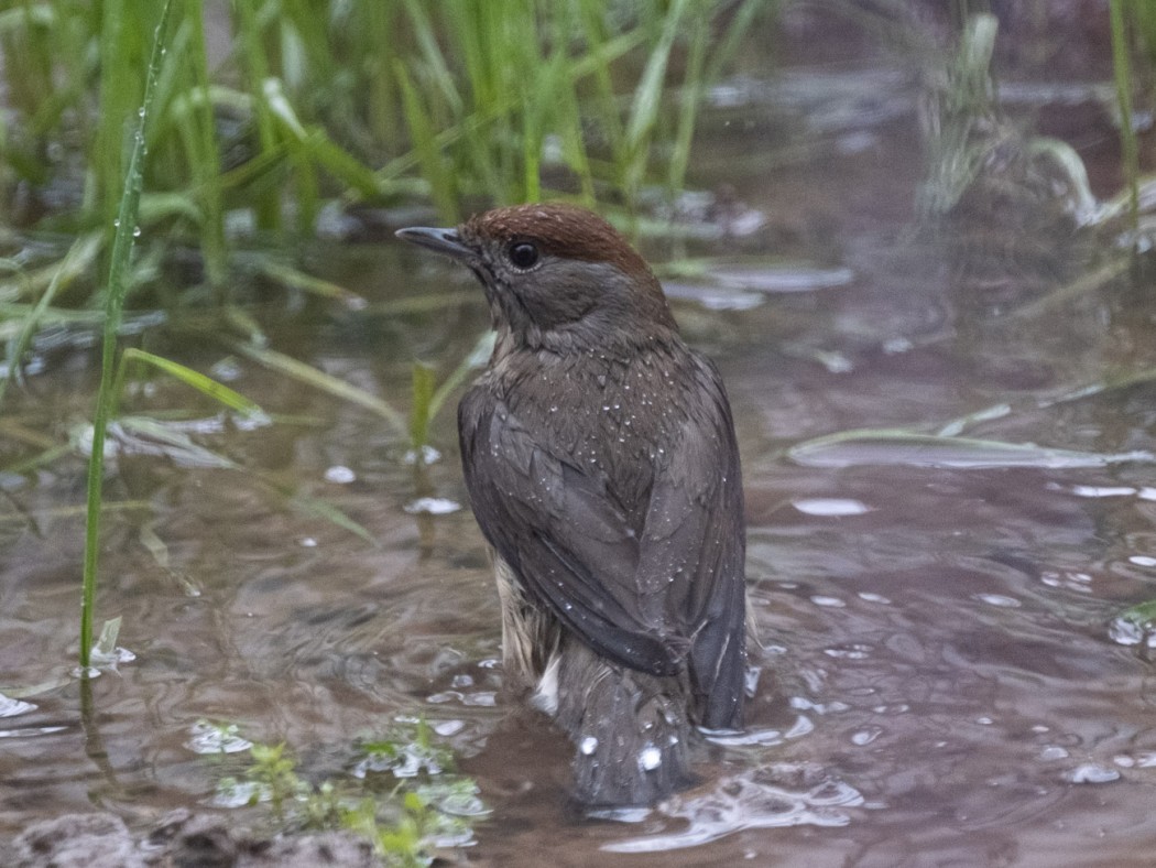 Karabaşlı ötleğen