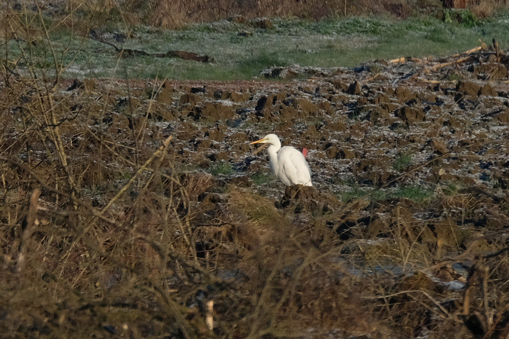 Büyük ak balıkçıl
