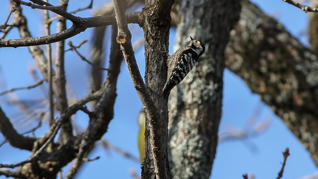 Küçük ağaçkakan