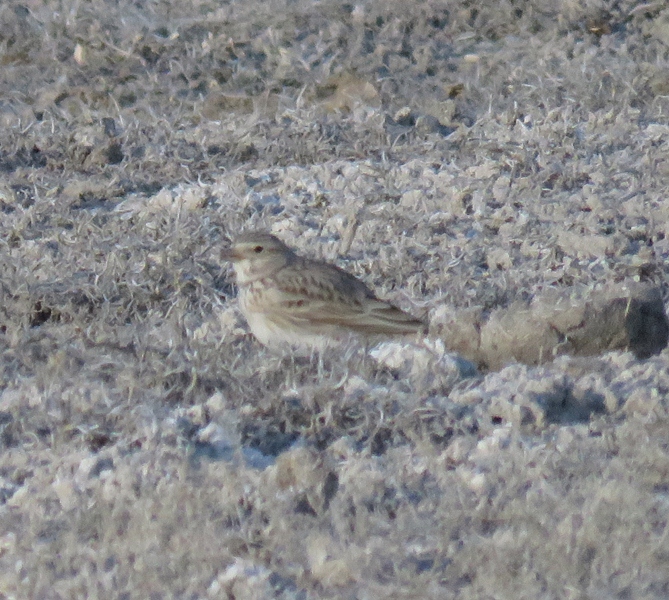 Türkistan çorak toygarı