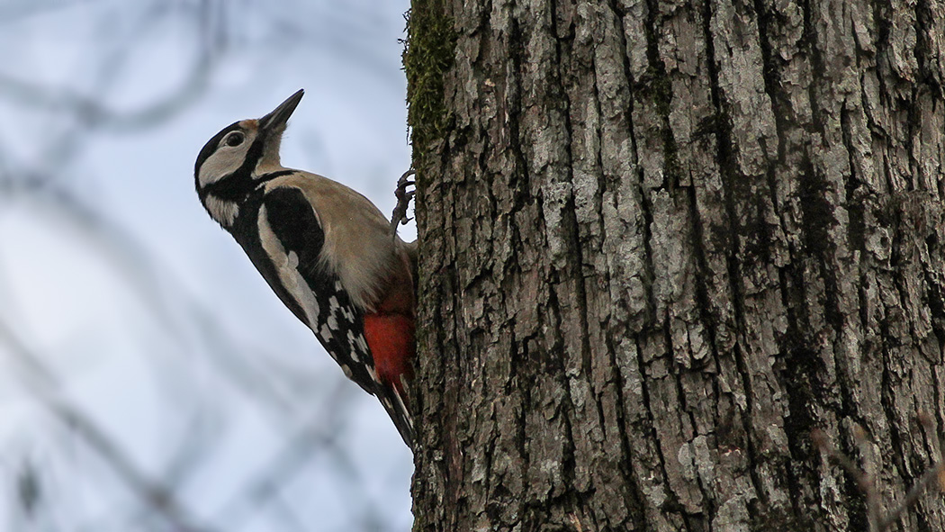 Orman alaca ağaçkakanı