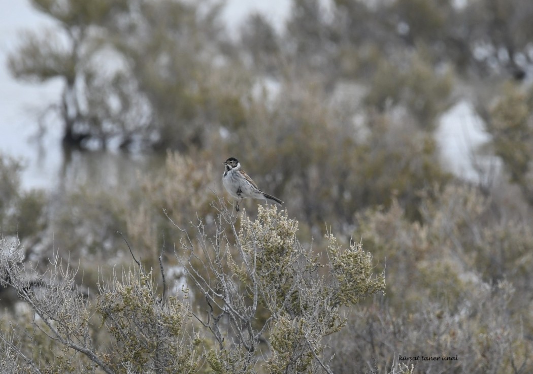 Bataklık Kirazkuşu