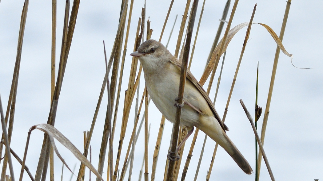 Büyük kamışçın