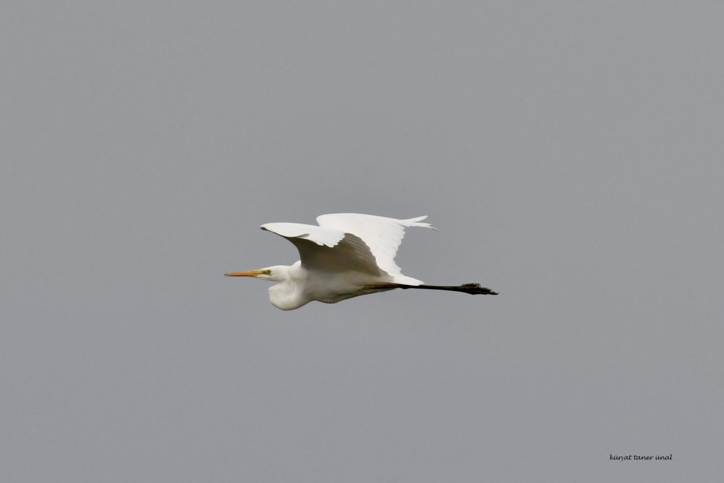 Büyük ak balıkçıl