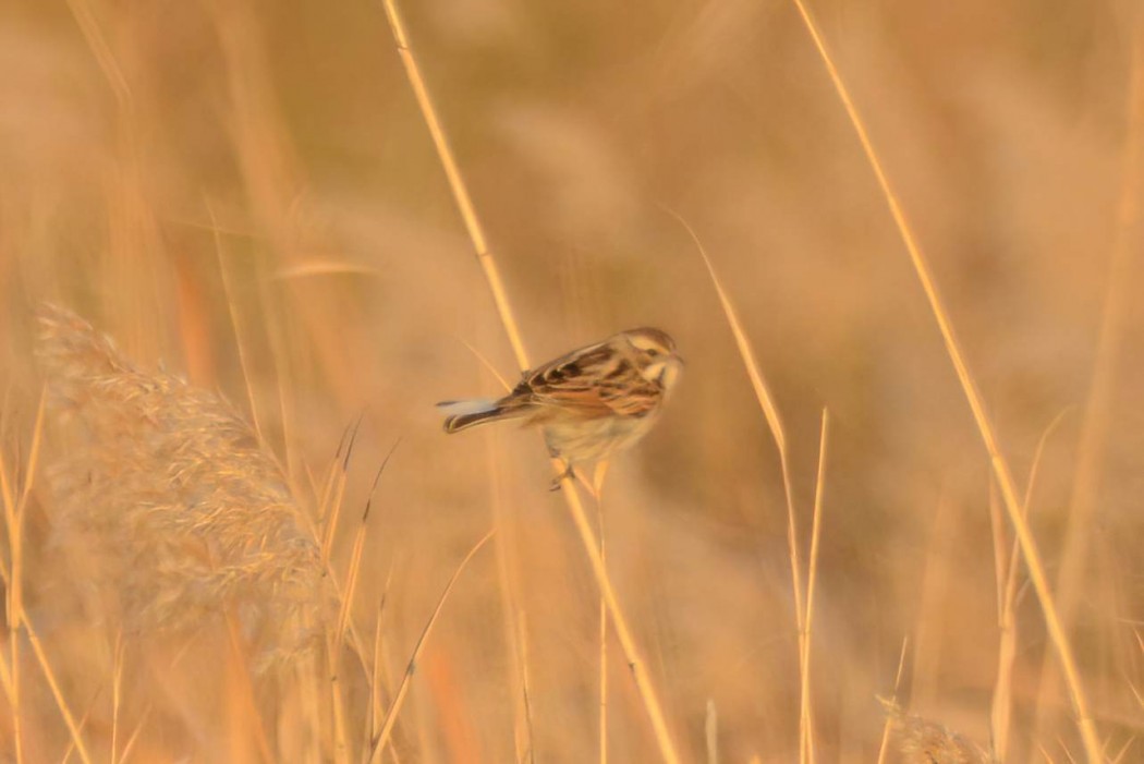 Bataklık Kirazkuşu
