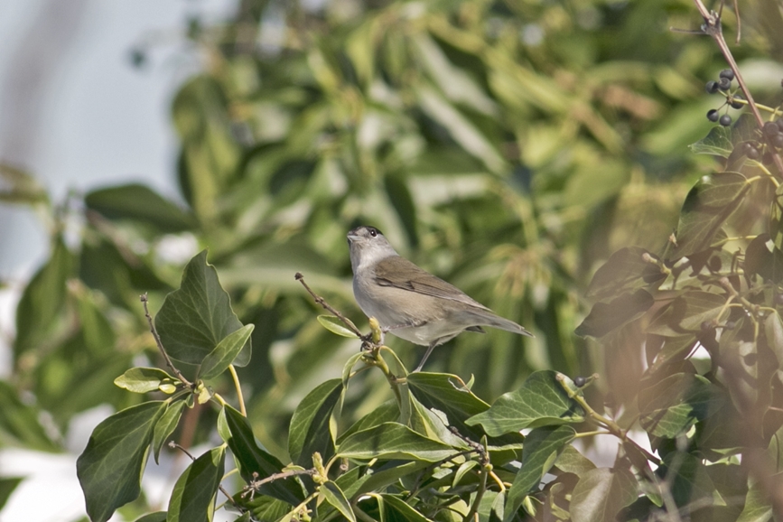 Karabaşlı ötleğen