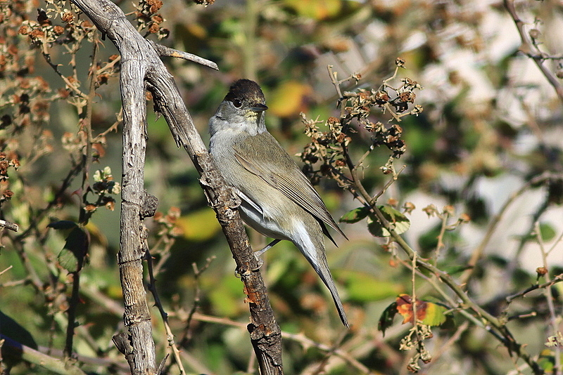 Karabaşlı ötleğen