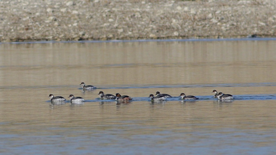 Karaboyunlu batağan