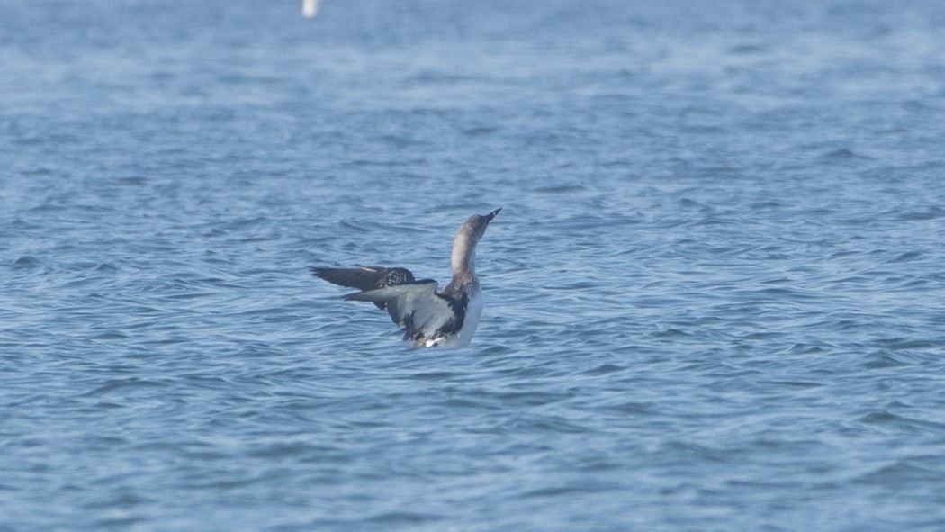 Karagerdanlı dalgıç