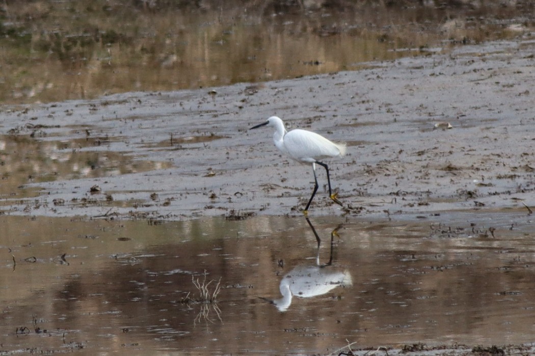 Küçük ak balıkçıl