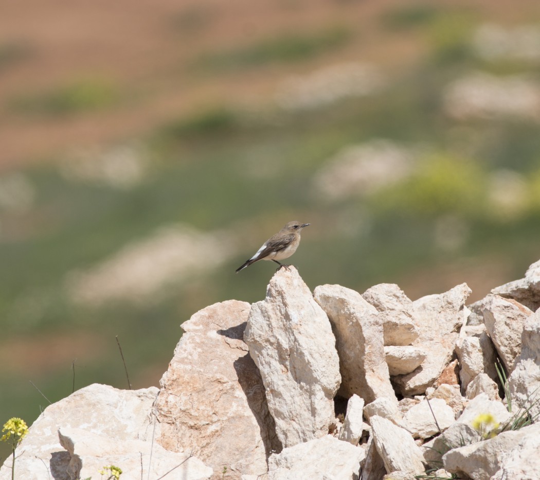 Karakulaklı kuyrukkakan