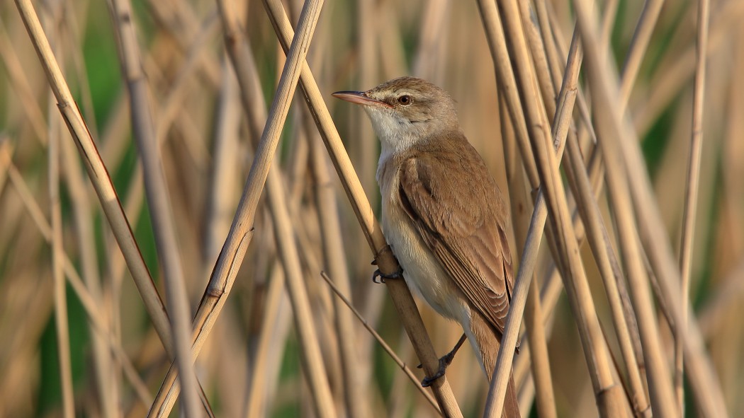 Büyük kamışçın