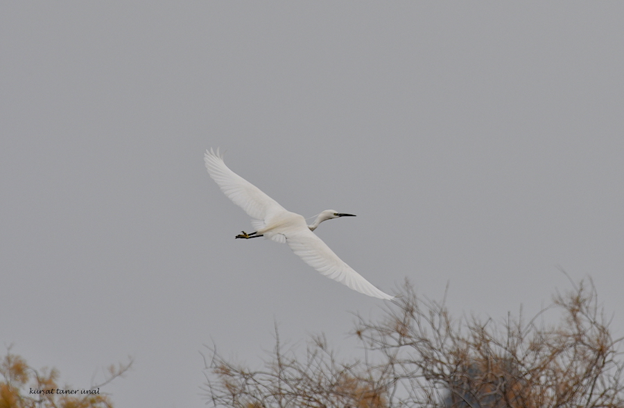 Küçük ak balıkçıl