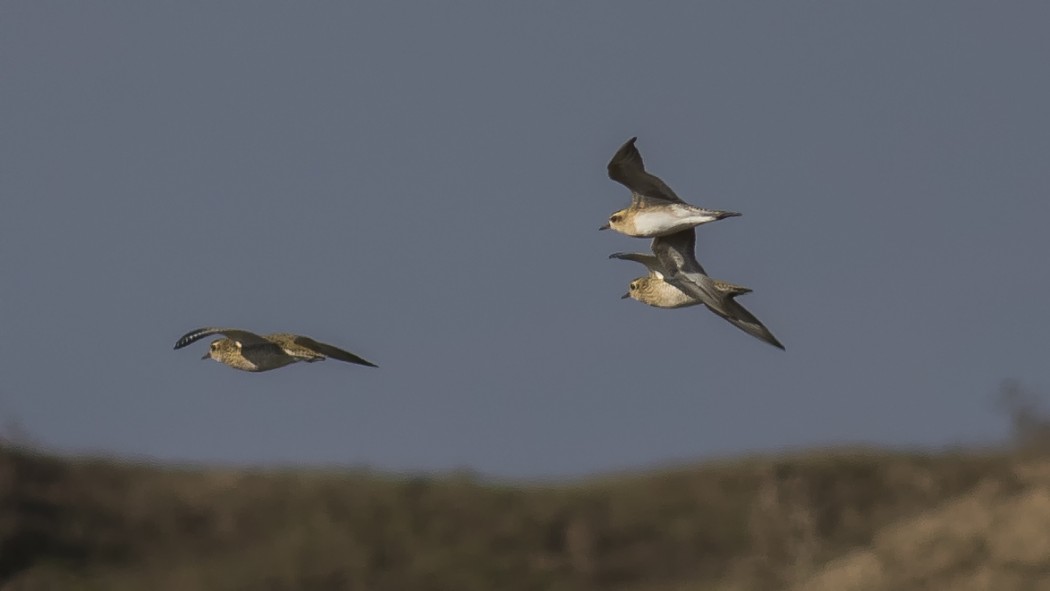 Küçük altın yağmurcun
