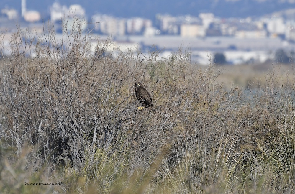 Küçük orman kartalı