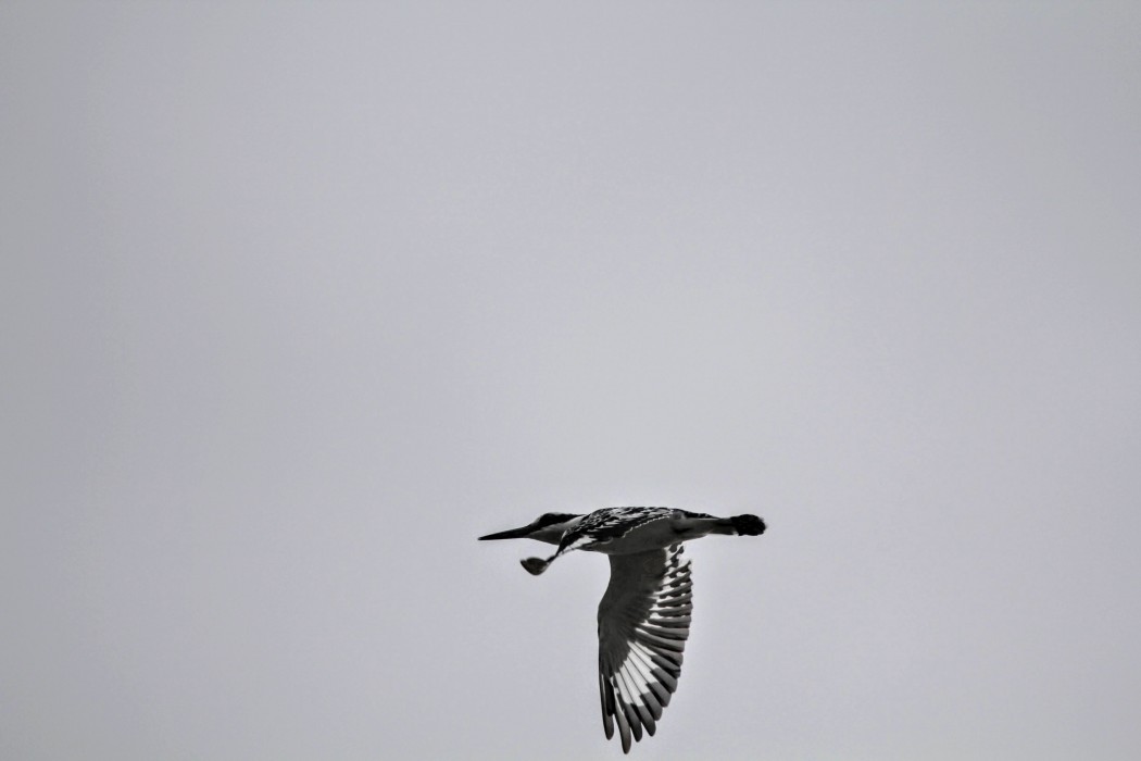 Alaca yalıçapkını