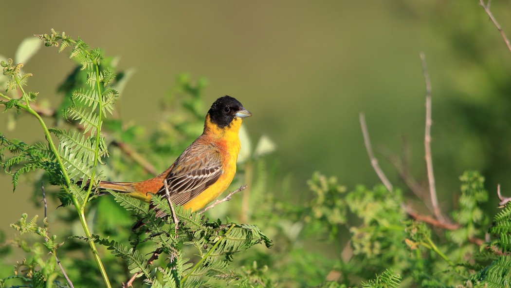 Karabaşlı kirazkuşu