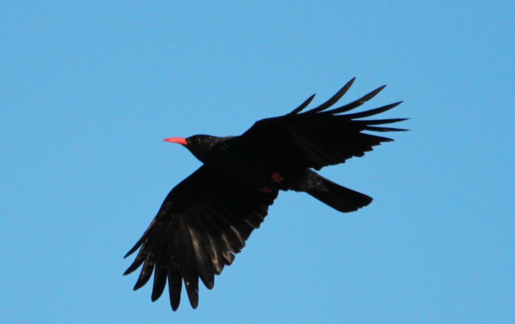 Kırmızıgagalı dağ kargası